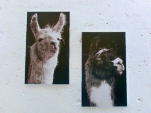 Lamas